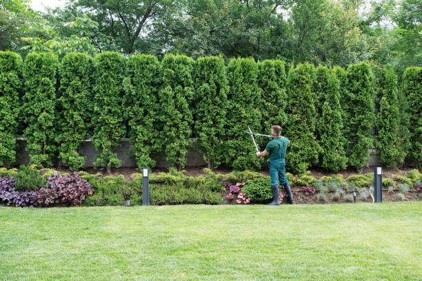 Best Tree and Shrub Care  in Galva, IL